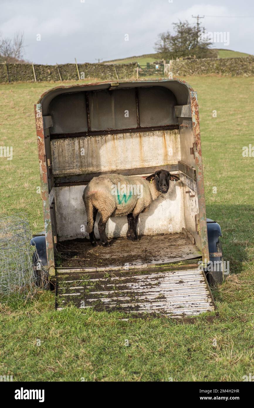 La pecora 'Billy no mates' si rifugia in una vecchia scatola di cavalli. Probabilmente una pecora Suffolk o Suffolk croce. Foto Stock