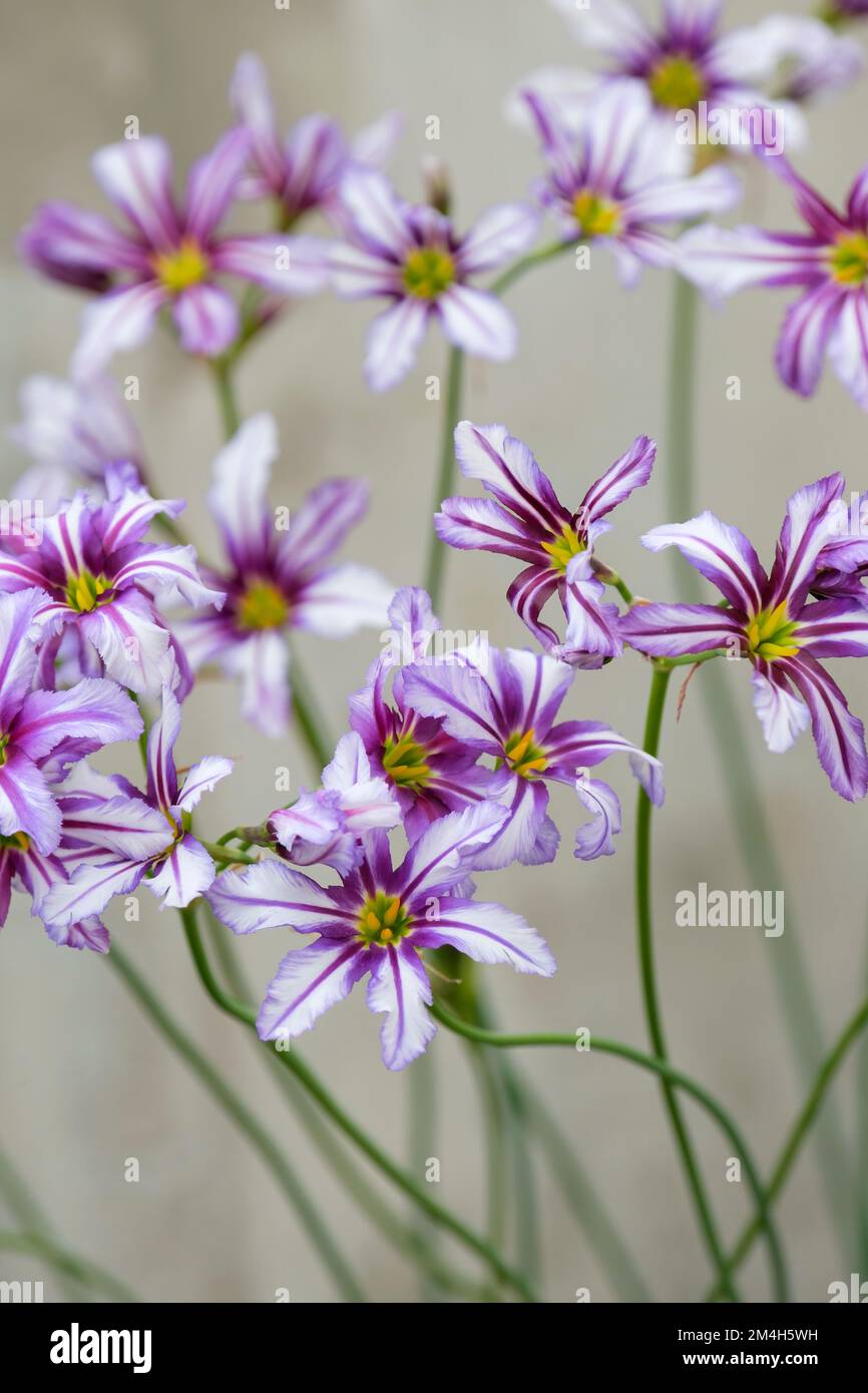 Leucocoryne pauciflora, gloria del sole, petali bianchi con riflessi viola Foto Stock