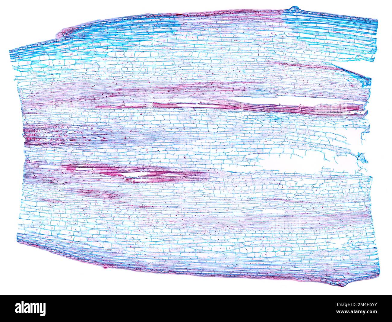 Gambo di girasole, sezione longitudinale, 20X micrografia leggera. Stelo di Helianthus annuus, L.S., al microscopio ottico. Foto Stock