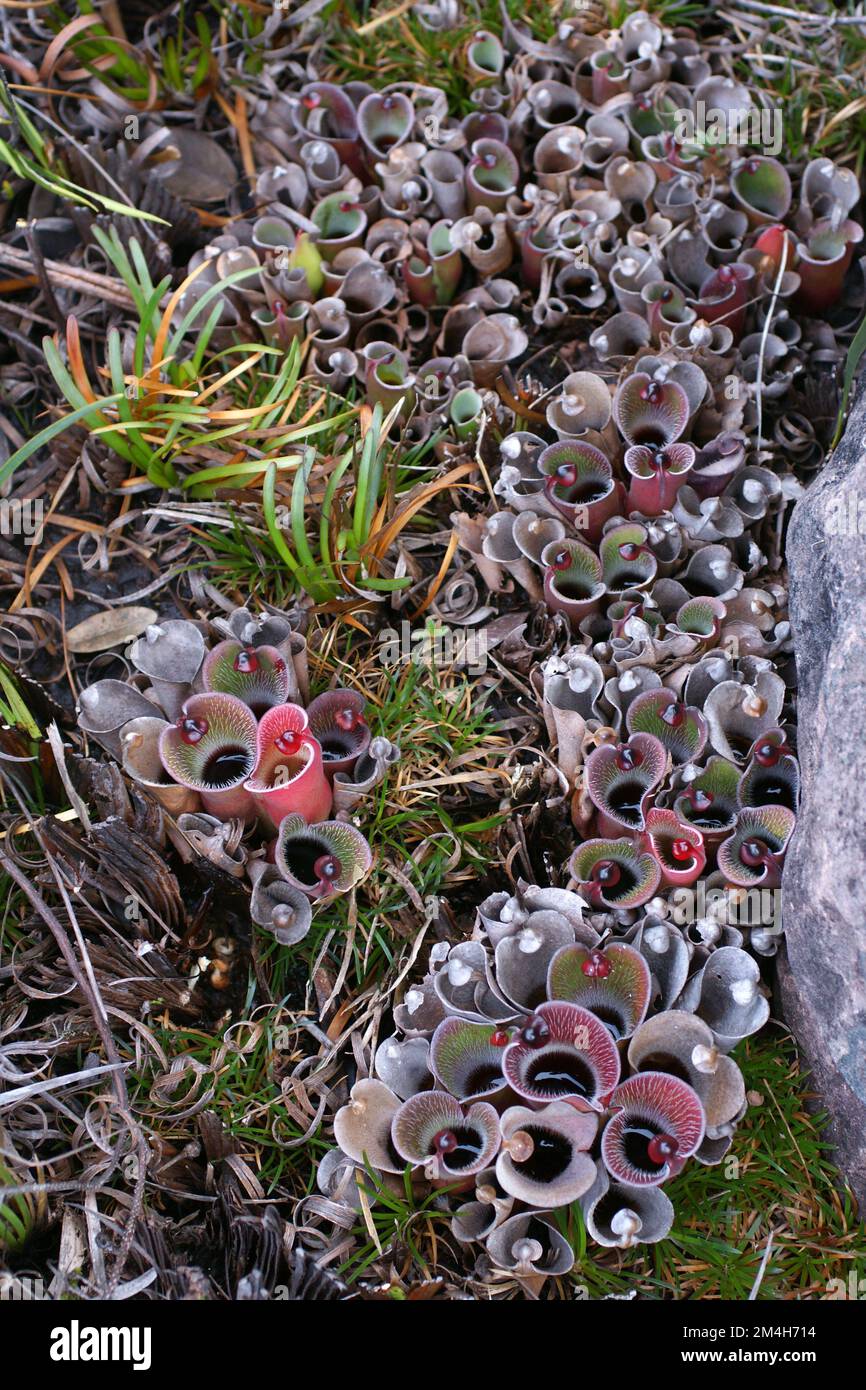 Grande gruppo di Helianphora pulchella, pianta carivora a Amuri Tepui, Venezuela Foto Stock