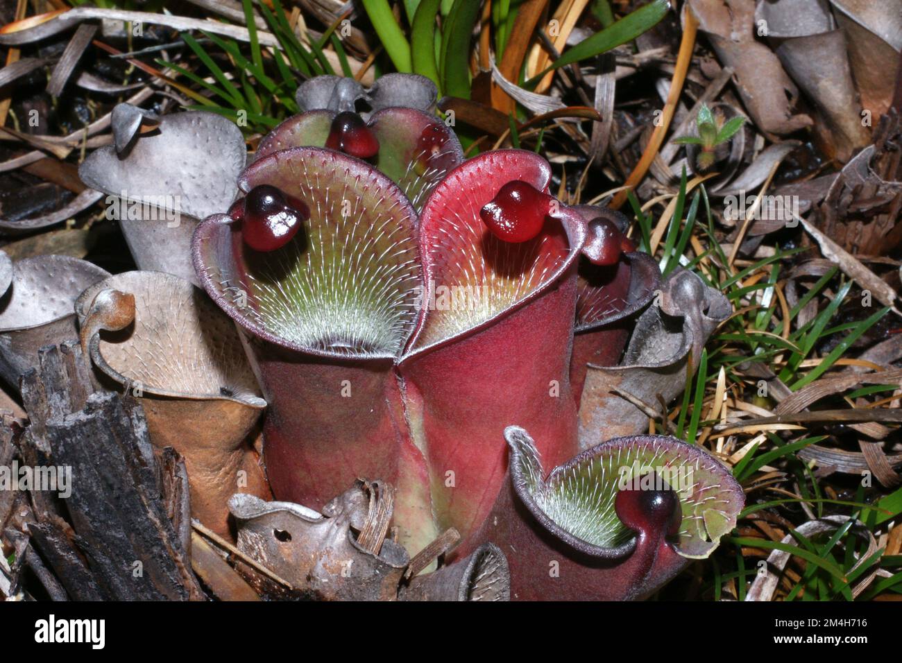 Caraffe colorate di Helianphora pulchella, pianta carivora a Amuri Tepui, Venezuela Foto Stock
