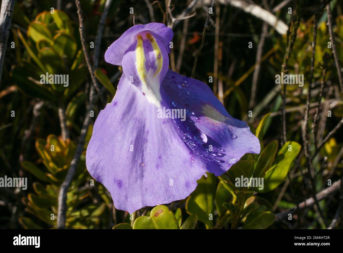 Fiore di Utricularia humboldtii, Humboldts bladderwort, su Amuri Tepui, Venezuela Foto Stock