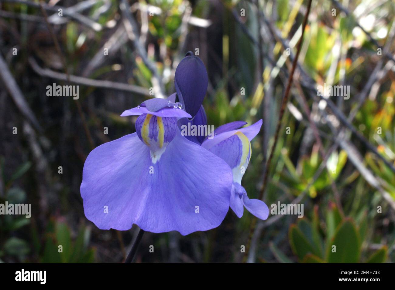 Fiori di Utricularia humboldtii, Humboldts bladderwort, su Amuri Tepui, Venezuela Foto Stock