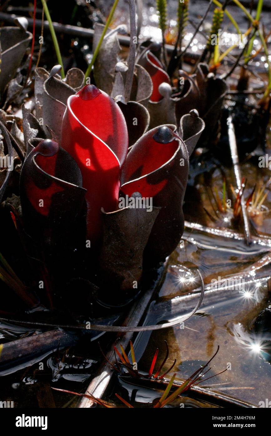 Forma rossa scura di pulchella di Helianphora, pianta carnivora della caraffa in acqua bassa su Amuri Tepui, Venezuela Foto Stock