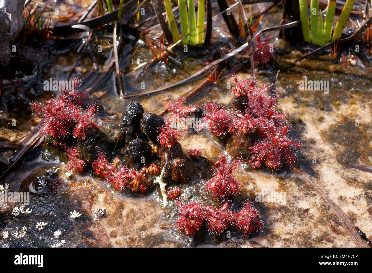 Piante di Drosera roraimae, una rugiada carnivora, in acque poco profonde su Amuri Tepui, Venezuela Foto Stock