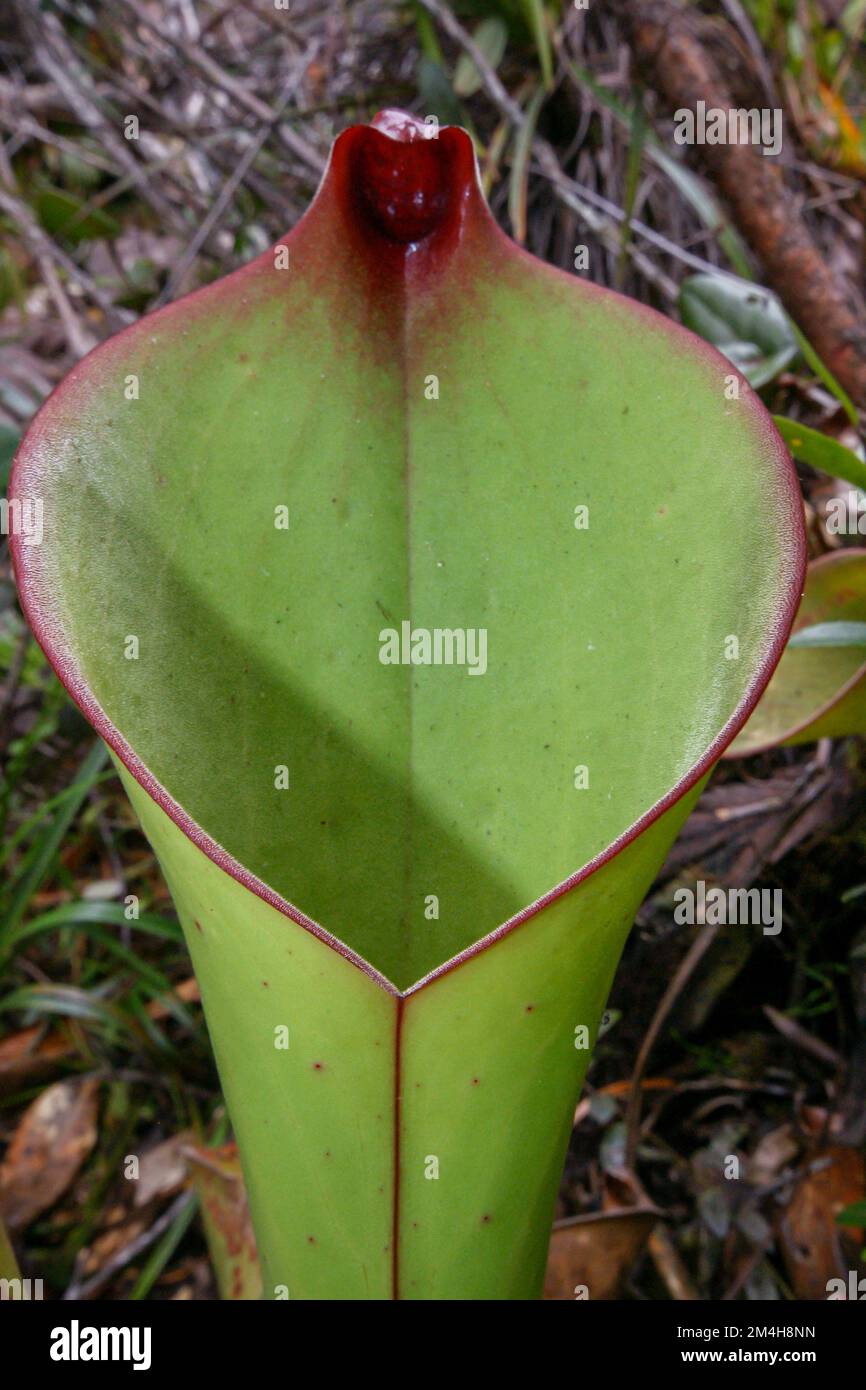 Caraffa di Heliamphora uncinata con coperchio agganciato, pianta carivora di Amuri Tepui, Venezuela, primo piano Foto Stock