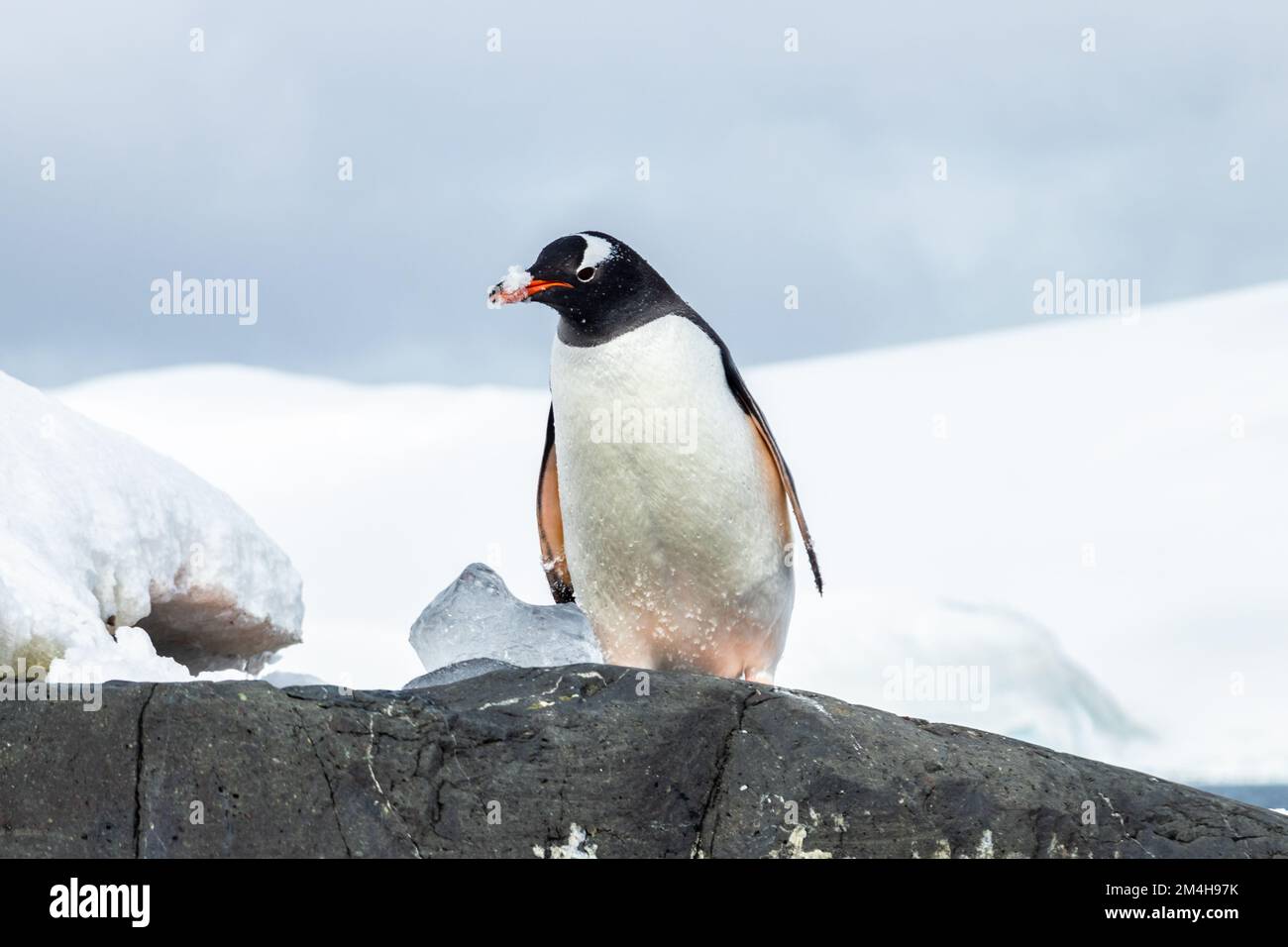 Pinguino Gentoo (genere Pygoscelis) in Antartide, in piedi sulla roccia e guardando lateralmente. Neve sul becco. Neve sullo sfondo. Foto Stock