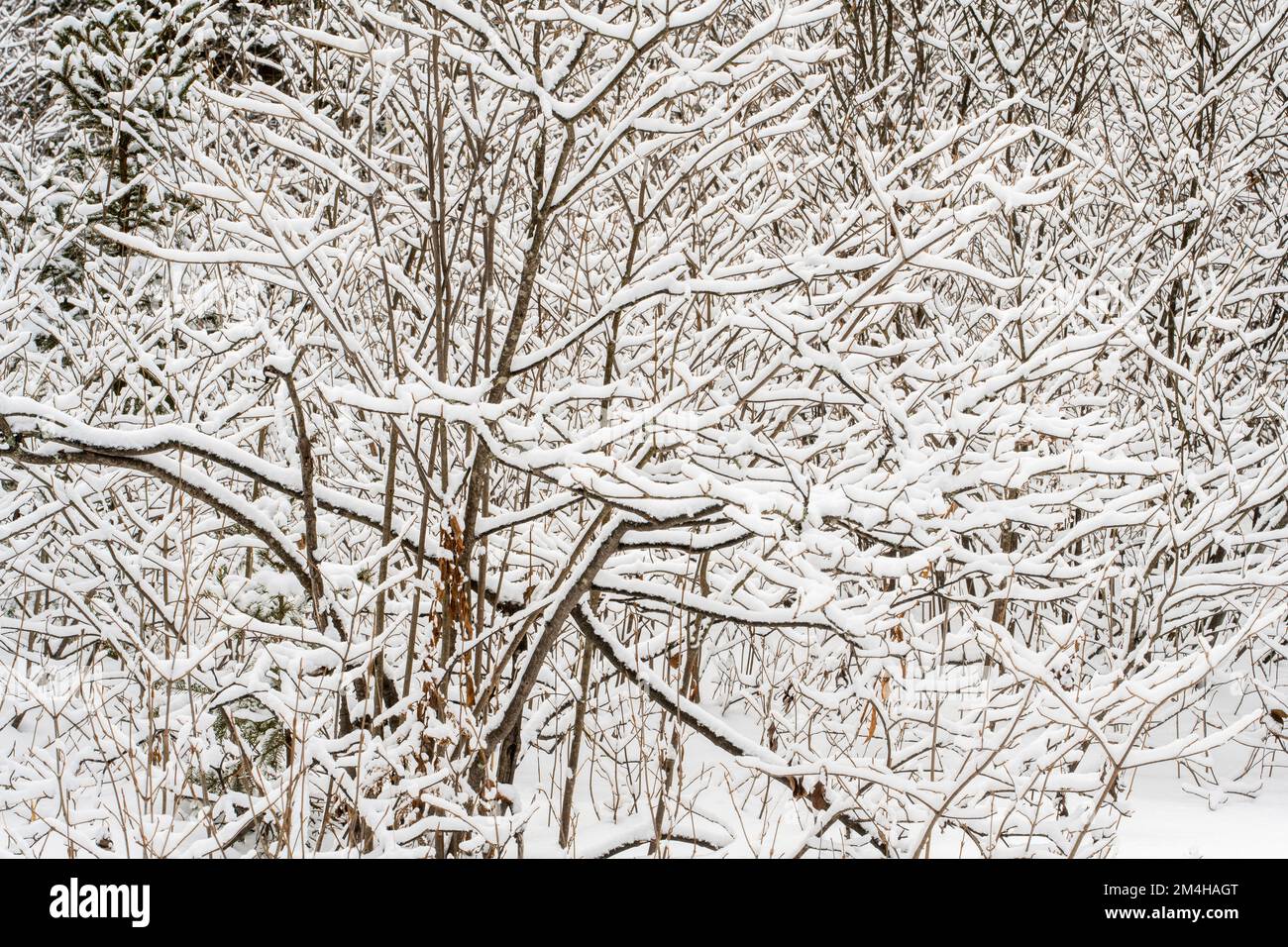 Una spolverata di neve nel bosco, Greater Sudbury, Ontario, Canada Foto Stock