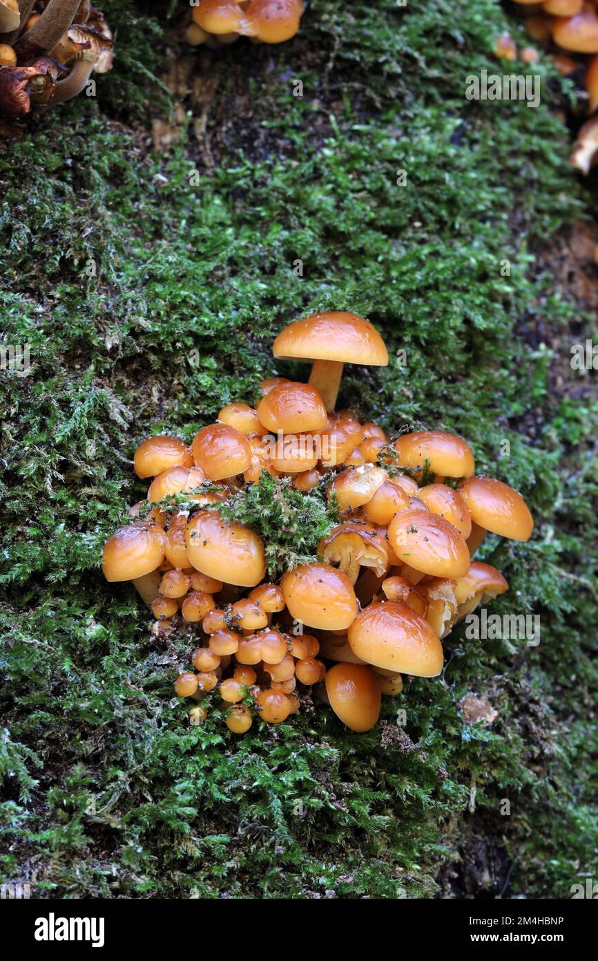 Velvet Shank (Flammulina vellutipes) funghi, alcuni dei quali sono congelati e rivestiti di ghiaccio, che crescono su un vecchio albero di Sycamore, Inghilterra del Nord, Regno Unito Foto Stock