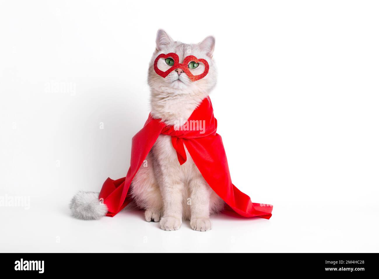 Un gatto bianco divertente siede su sfondo bianco in una maschera rossa sotto forma di cuori e di un mantello rosso. Foto Stock