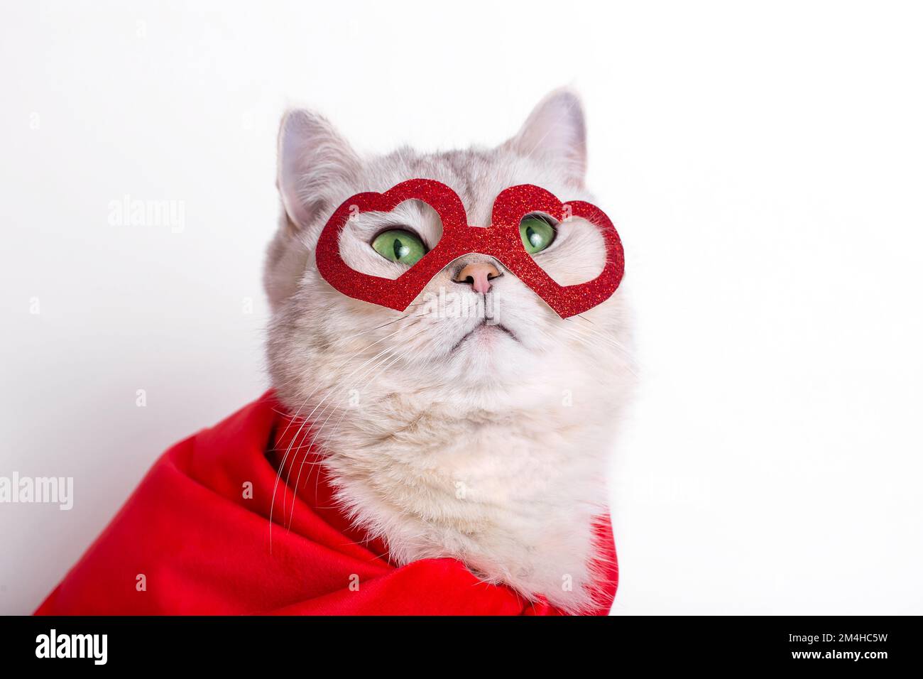 un carino gatto bianco in una maschera rossa a forma di cuori e un mantello rosso. Foto Stock