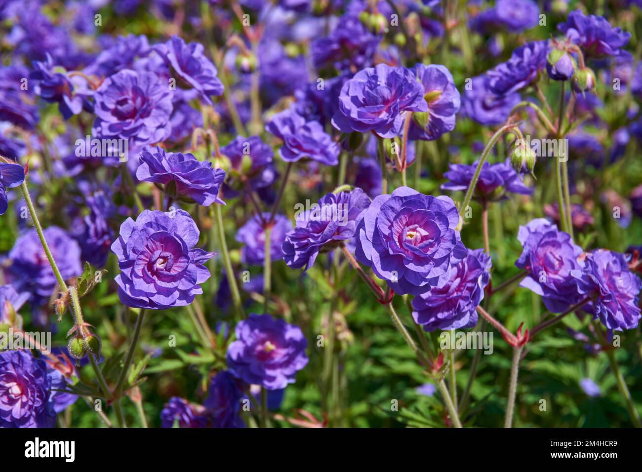 Fiori viola doppi di geranio perenne erbaceo pratense 'Plenum Violaceum'. Foto Stock