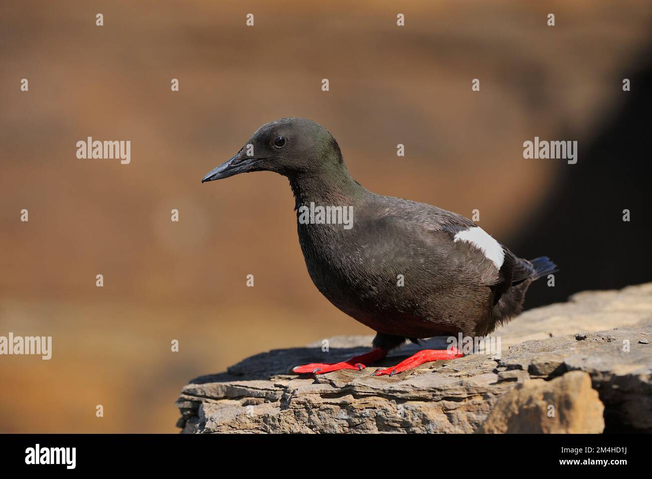 Guillemot nero (Cepphus grylle) uccello alla luce della sera presso la colonia di allevamento a scogliere, Yesnaby, Orkney continentale, Scozia, 2008 luglio Foto Stock