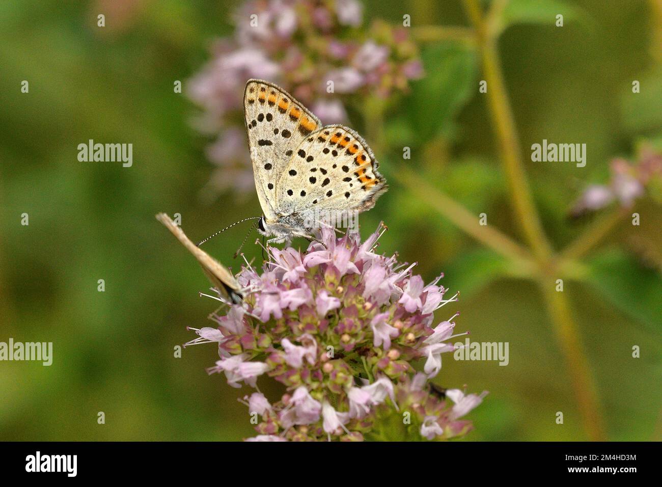 Sooty rame, Lycaena tityrus alimentazione sul Marjoram (Oregano) Caroux Espinouse Riserva Naturale, Francia Foto Stock