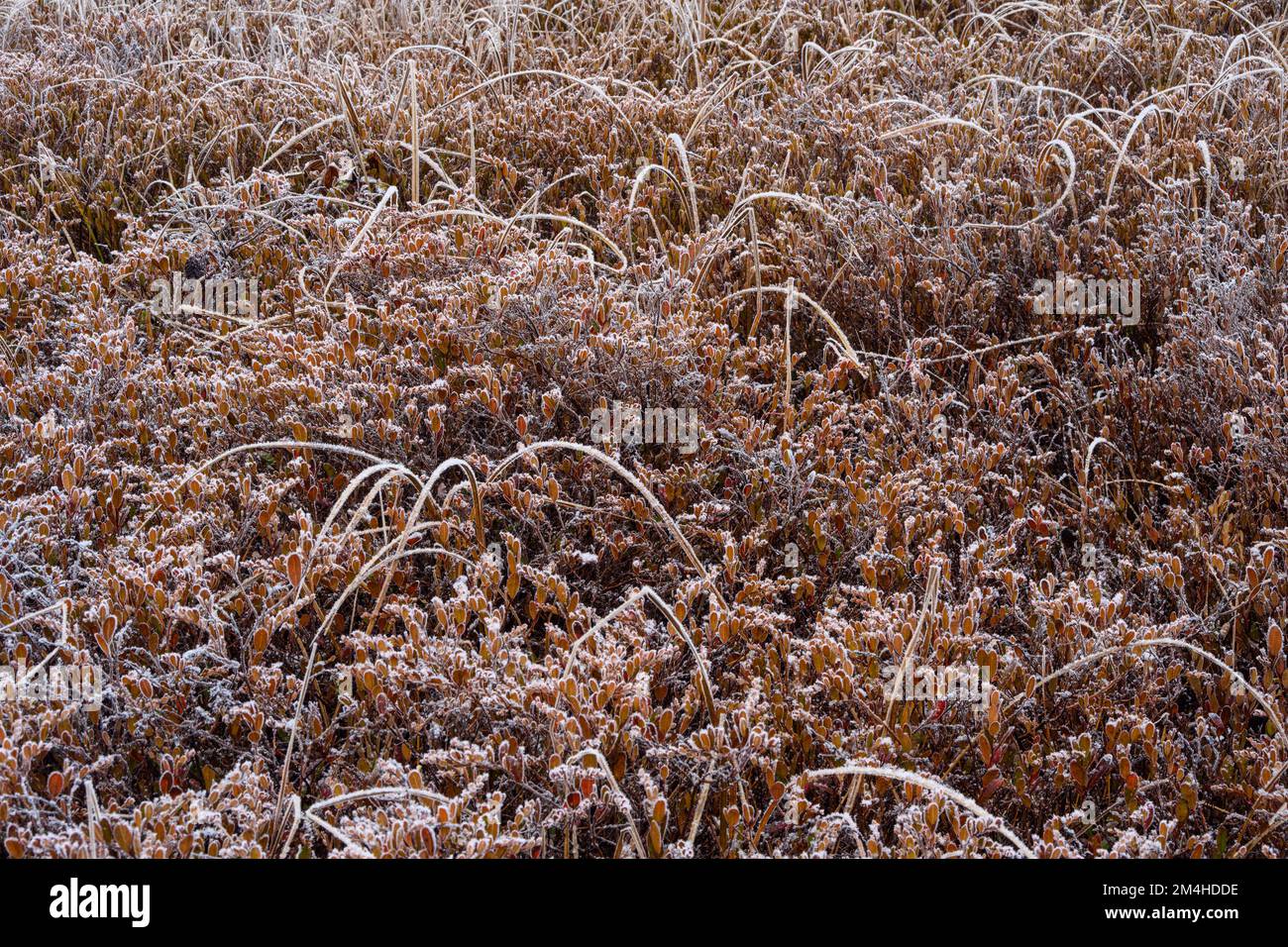 Vegetazione paludosa all'inizio dell'inverno, Greater Sudbury, Ontario, Canada Foto Stock