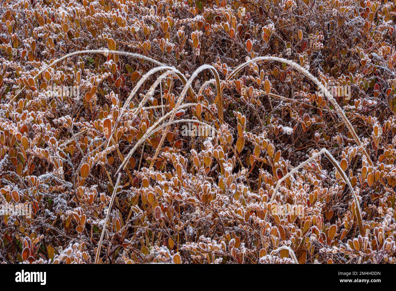 Vegetazione paludosa all'inizio dell'inverno, Greater Sudbury, Ontario, Canada Foto Stock