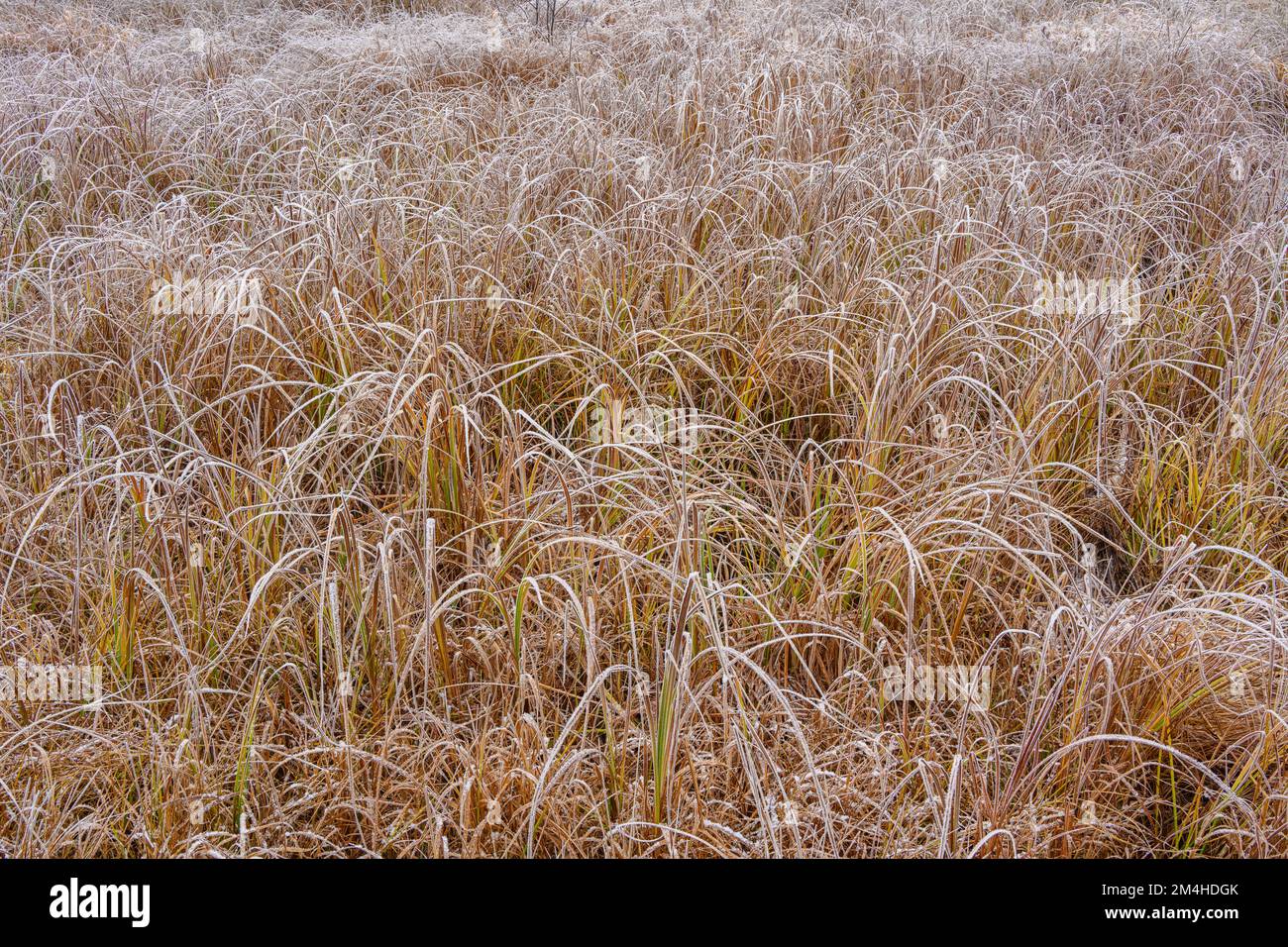Vegetazione paludosa all'inizio dell'inverno, Greater Sudbury, Ontario, Canada Foto Stock