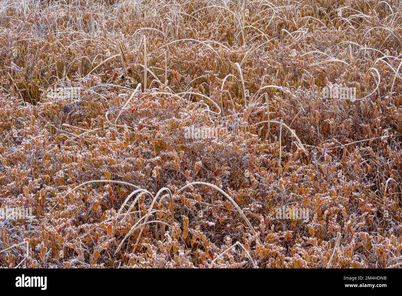 Vegetazione paludosa all'inizio dell'inverno, Greater Sudbury, Ontario, Canada Foto Stock