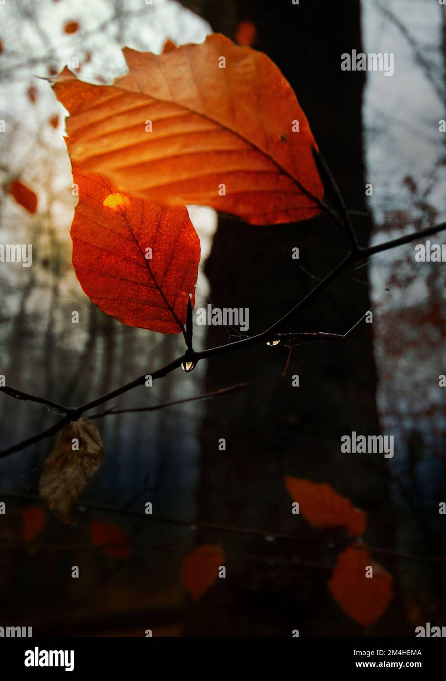 Luce che splende attraverso la foglia autunnale Foto Stock