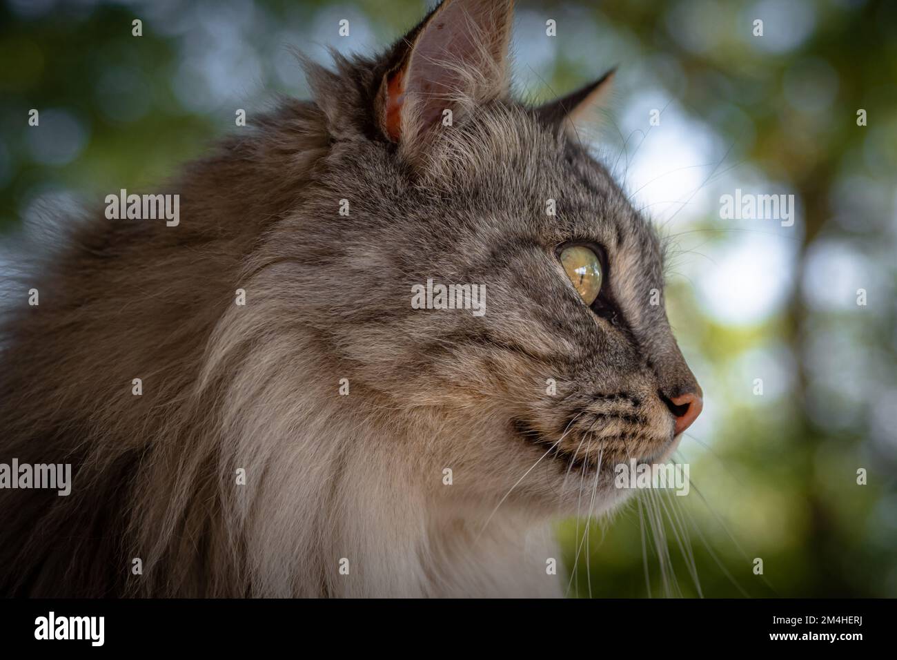 Animali da fattoria in piccola fattoria a tavola nelle Alpi francesi - cani, cavalli, gatti Foto Stock