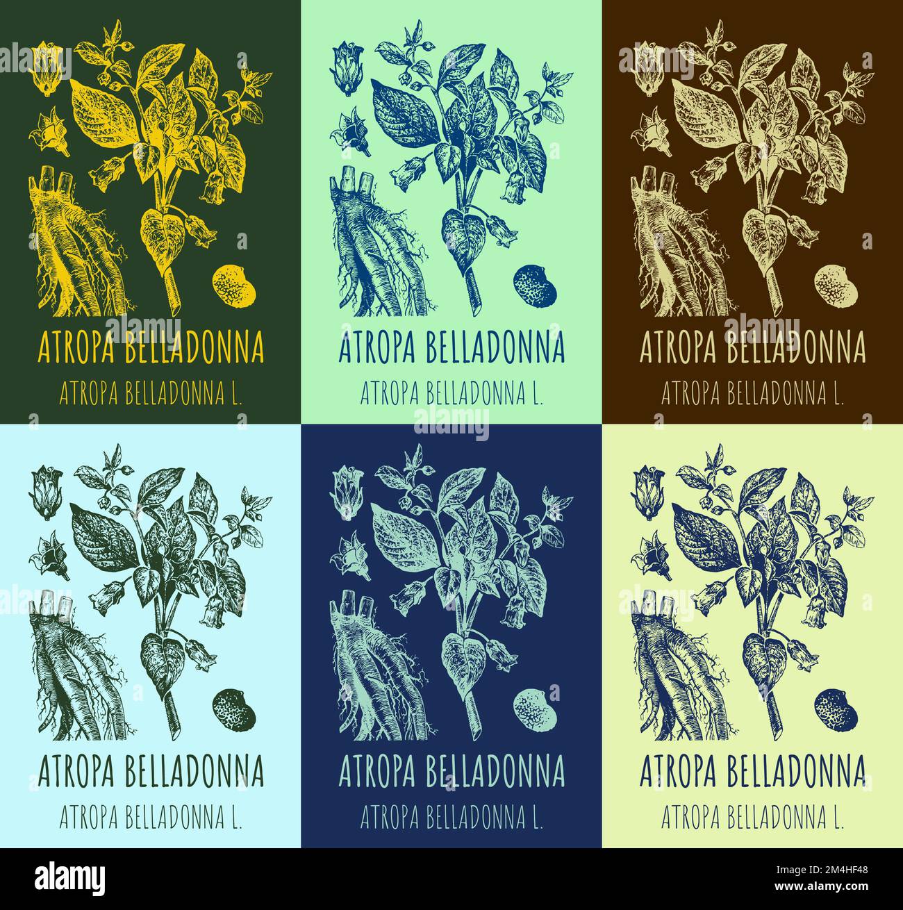 Set di disegni vettoriali BELLADONNA in diversi colori. Illustrazione disegnata a mano. Nome latino ATROPA BELLADONNA L Foto Stock