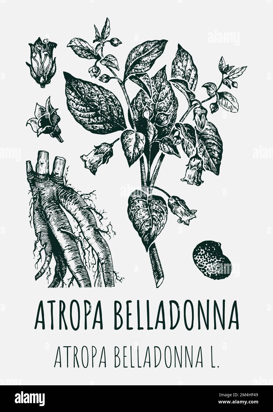 Disegni vettoriali di BELLADONNA. Illustrazione disegnata a mano. Nome latino ATROPA BELLADONNA L Foto Stock