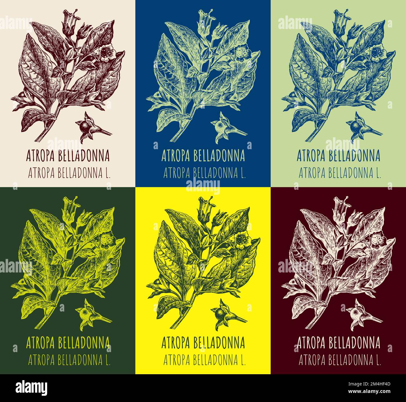 Set di disegni vettoriali BELLADONNA in diversi colori. Illustrazione disegnata a mano. Nome latino ATROPA BELLADONNA L Foto Stock