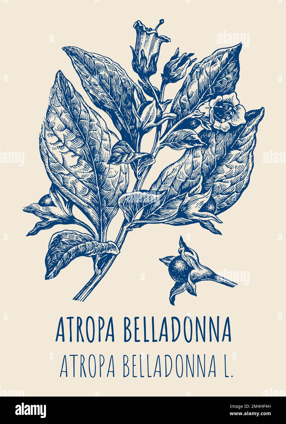 Disegni vettoriali di BELLADONNA. Illustrazione disegnata a mano. Nome latino ATROPA BELLADONNA L Foto Stock