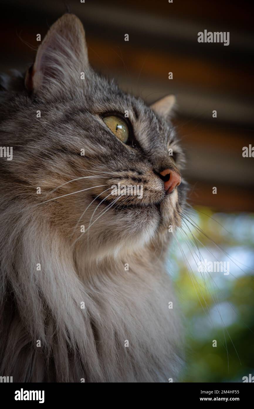 Animali da fattoria in piccola fattoria a tavola nelle Alpi francesi - cani, cavalli, gatti Foto Stock