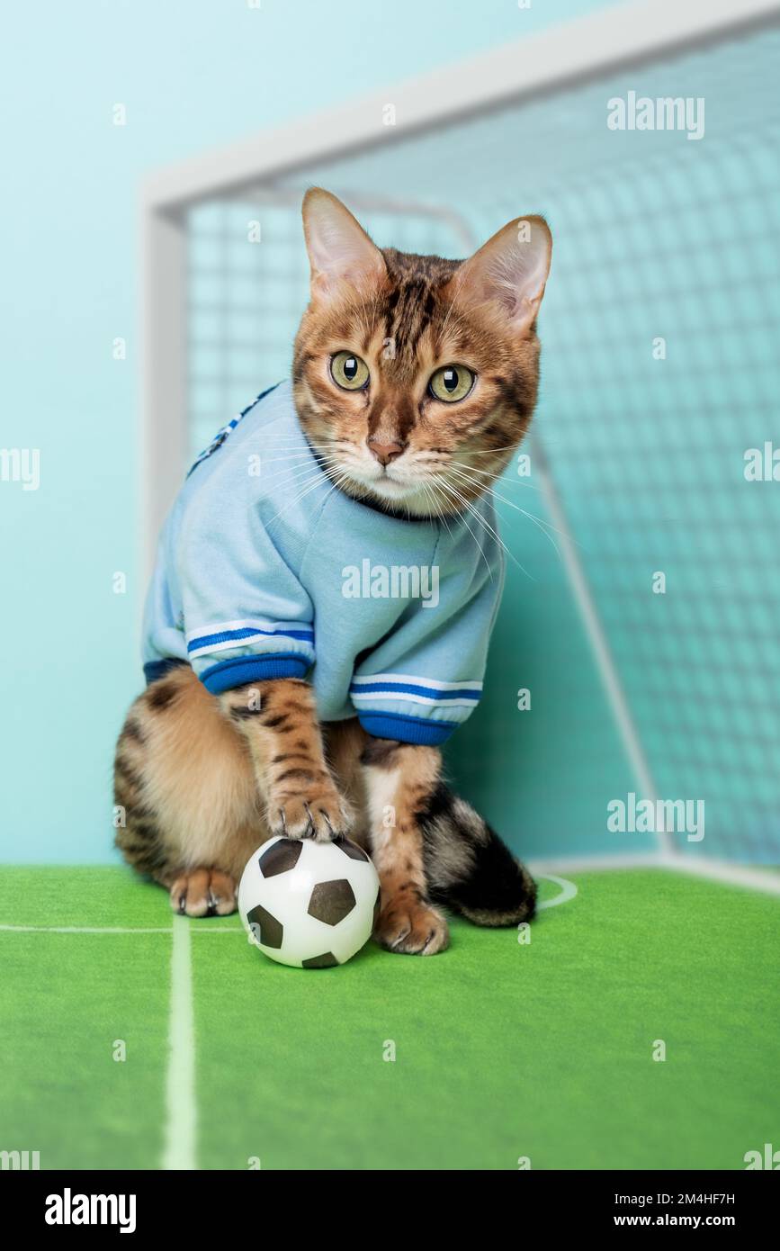 Gatto bengala con una palla di calcio siede sul campo di calcio vicino al  cancello. Il gatto è un portiere di calcio Foto stock - Alamy