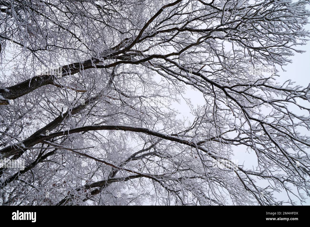 Uno sfondo invernale panoramico con grandi alberi congelati ricoperti di ghiaccio rima in un fine giorno di dicembre prima di Natale (Baviera, Germania) Foto Stock