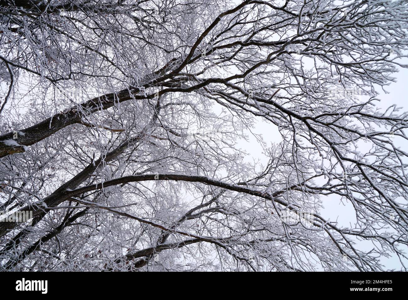 Uno sfondo invernale panoramico con grandi alberi congelati ricoperti di ghiaccio rima in un fine giorno di dicembre prima di Natale (Baviera, Germania) Foto Stock