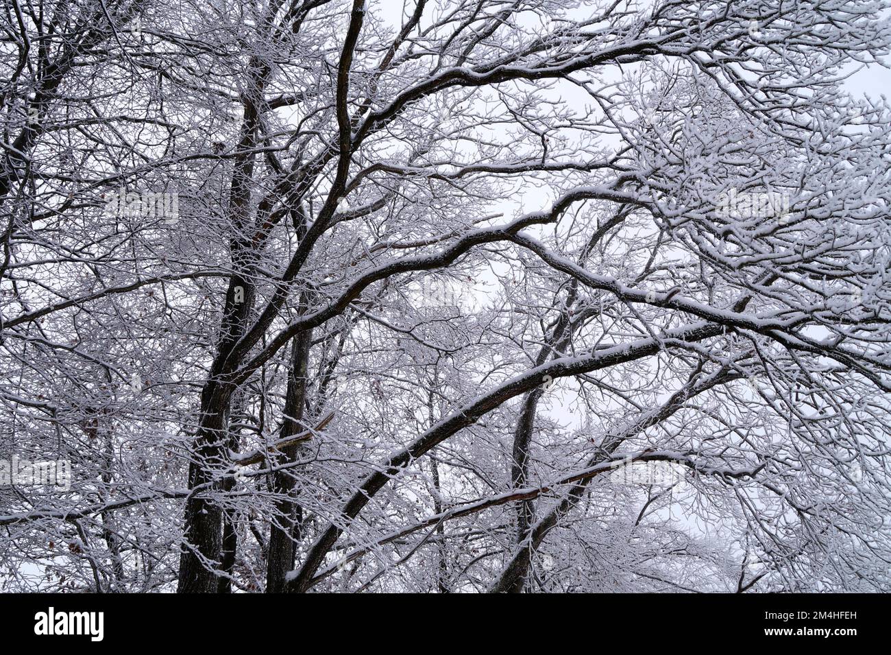 Uno sfondo invernale panoramico con grandi alberi congelati ricoperti di ghiaccio rima in un fine giorno di dicembre prima di Natale (Baviera, Germania) Foto Stock