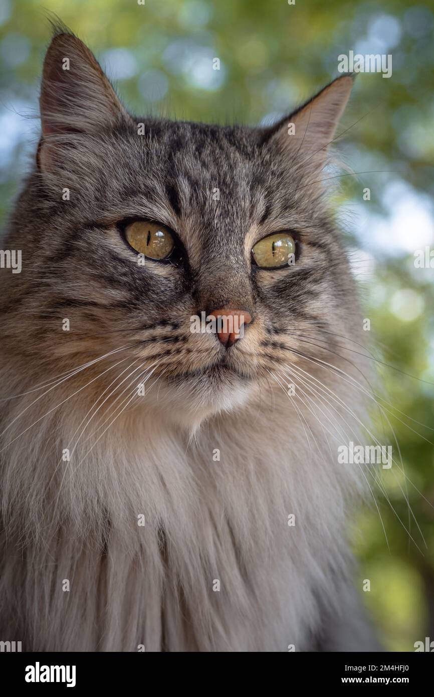 Animali da fattoria in piccola fattoria a tavola nelle Alpi francesi - cani, cavalli, gatti Foto Stock