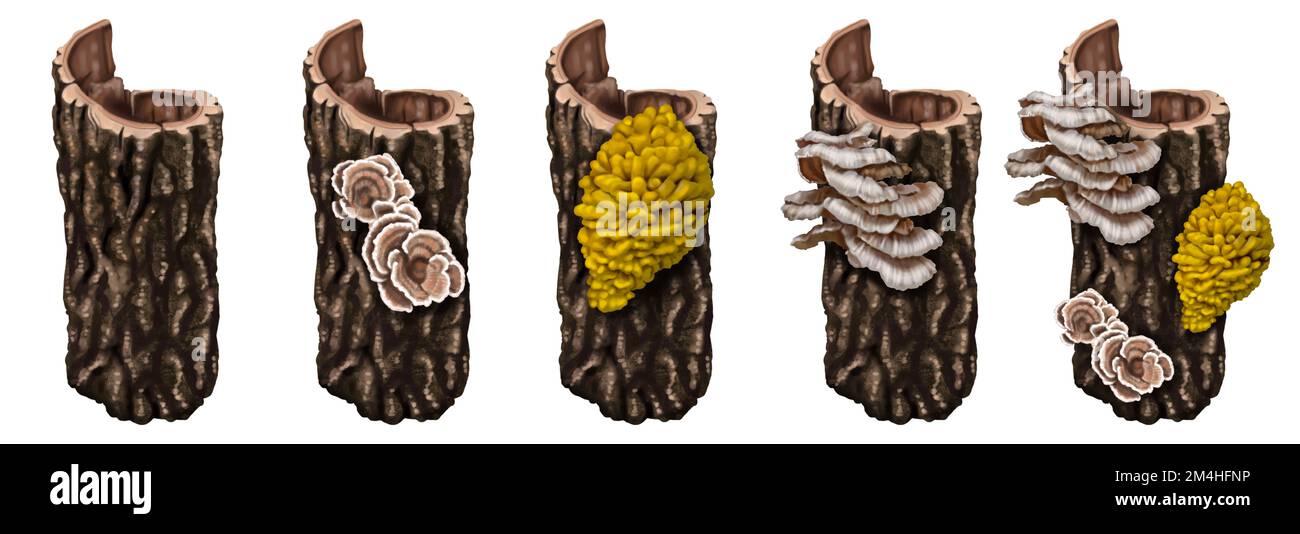 un set di funghi. acquerello funghi realistici su un albero. Foto Stock