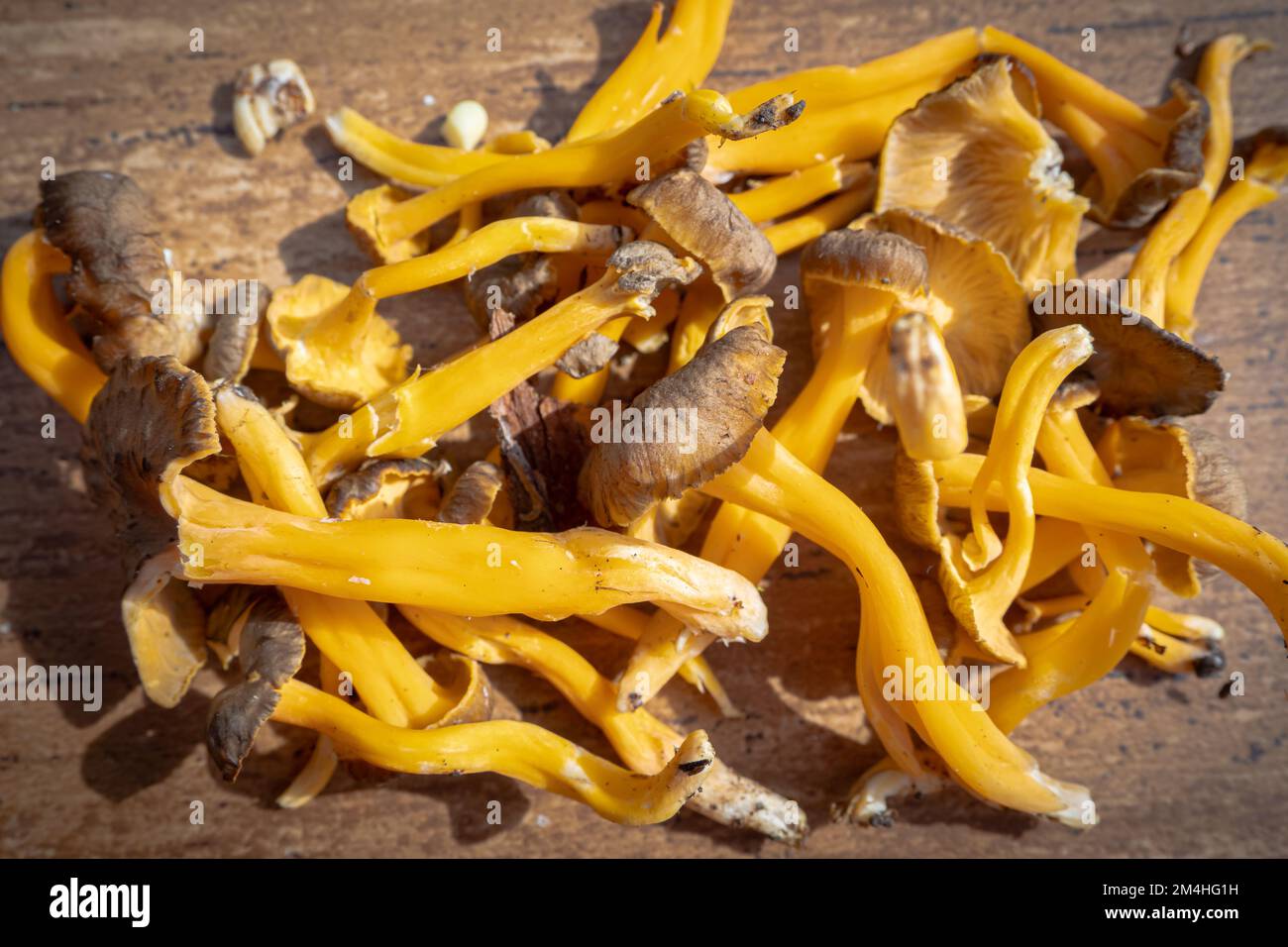 Raccolta di funghi selvatici Chanterelles - raccolta di funghi nella foresta Foto Stock