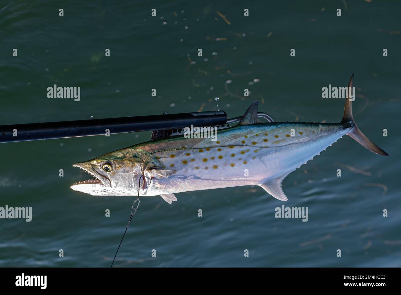 Uno sgombro spagnolo (Scomberomorus maculatus) fallo di pesce agganciato e sollevato da un gaff, al largo delle Florida Keys, USA. Foto Stock