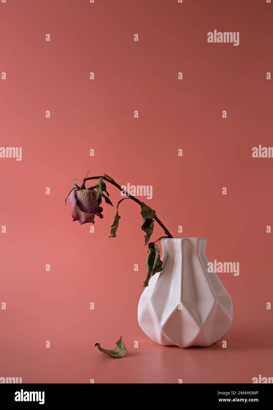 Bel fiore secco in vaso bianco su sfondo corallo rosa. Sfondo creativo minimo. Il concetto di amore estinto o di gioventù. Spazio di copia. Foto Stock