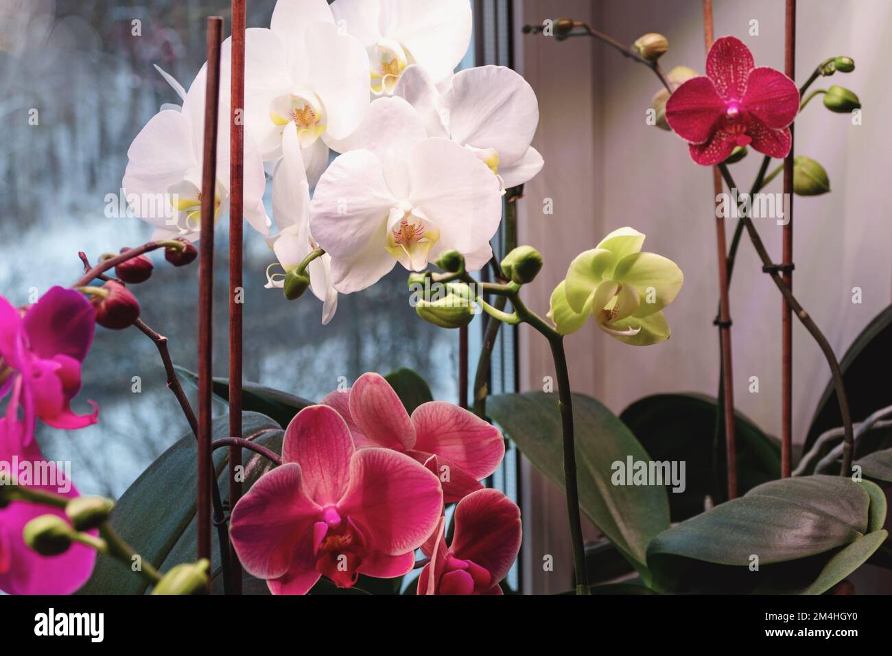 Varie orchidee di Phalaenopsis fioriscono all'interno, crescono orchidee di mota come piante di casa, le piante cura in inverno Foto Stock