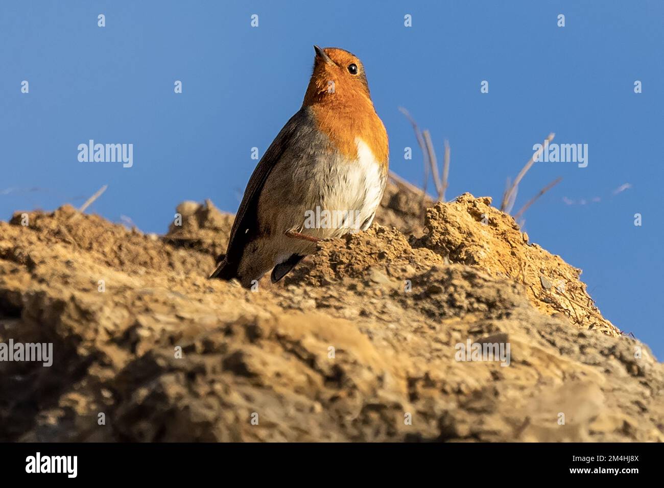 Rapina europea, scogliera, autunno, Baia di Kimmeridge, Kimmeridge, Dorset, Regno Unito. Crepuscolo Foto Stock Rapina europea, scogliera, autunno, Baia di Kimmeridge, Kimmeridge, Dorset, Regno Unito. Crepuscolo Foto Stock