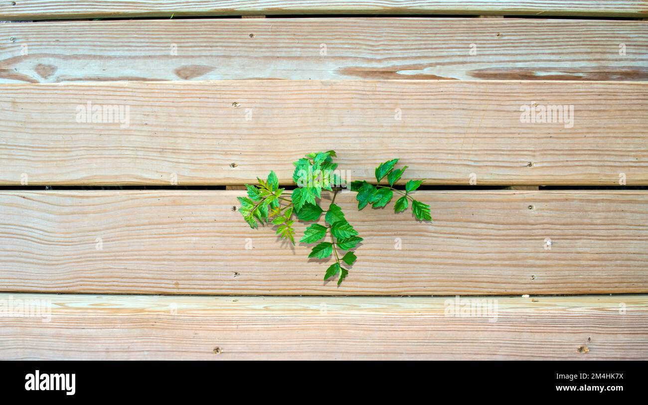 Una pianta indesiderata che sembra essere una vite invasiva che non può essere uccisa cresce tra le tavole di ponte in legno. La vite verde contro il gra di legno Foto Stock