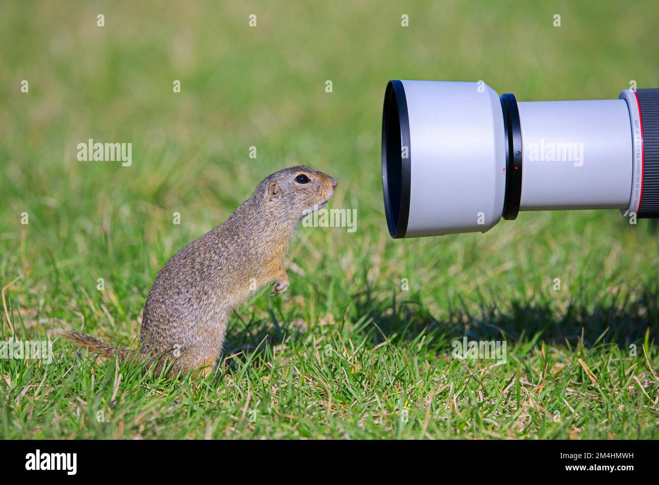 Curioso scoiattolo terreno europeo / Souslik europeo (Spermophilus citellus / Citellus citellus) guardando in obiettivo fotocamera del fotografo della natura Foto Stock