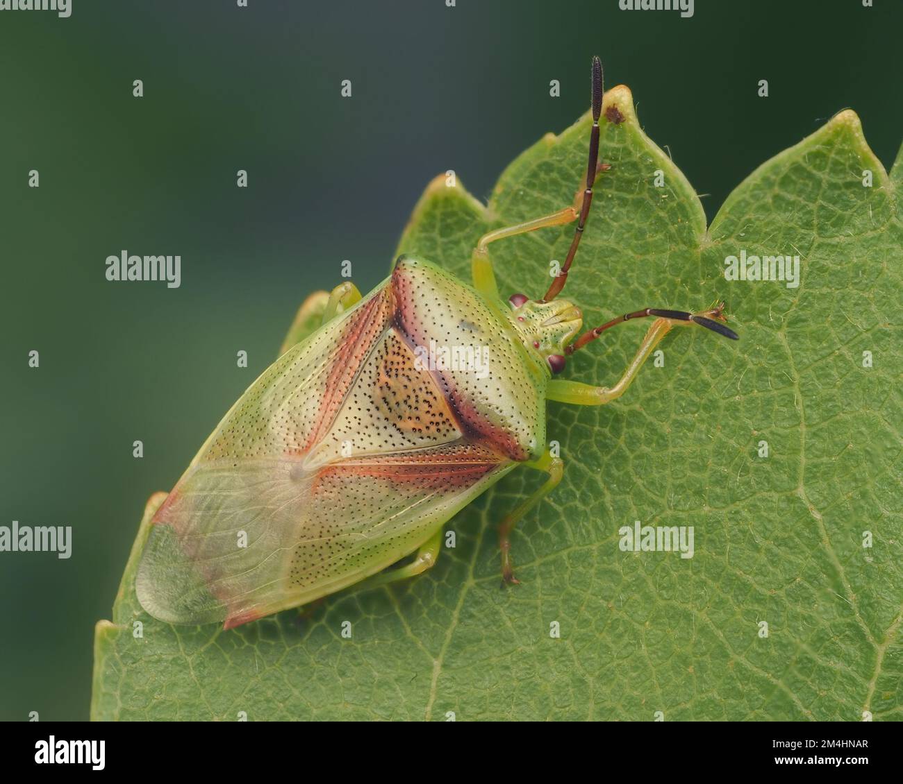 Birch Shieldbug (Elasmosthus interstinctus) adulto appena molato su foglia di betulla. Tipperary, Irlanda Foto Stock