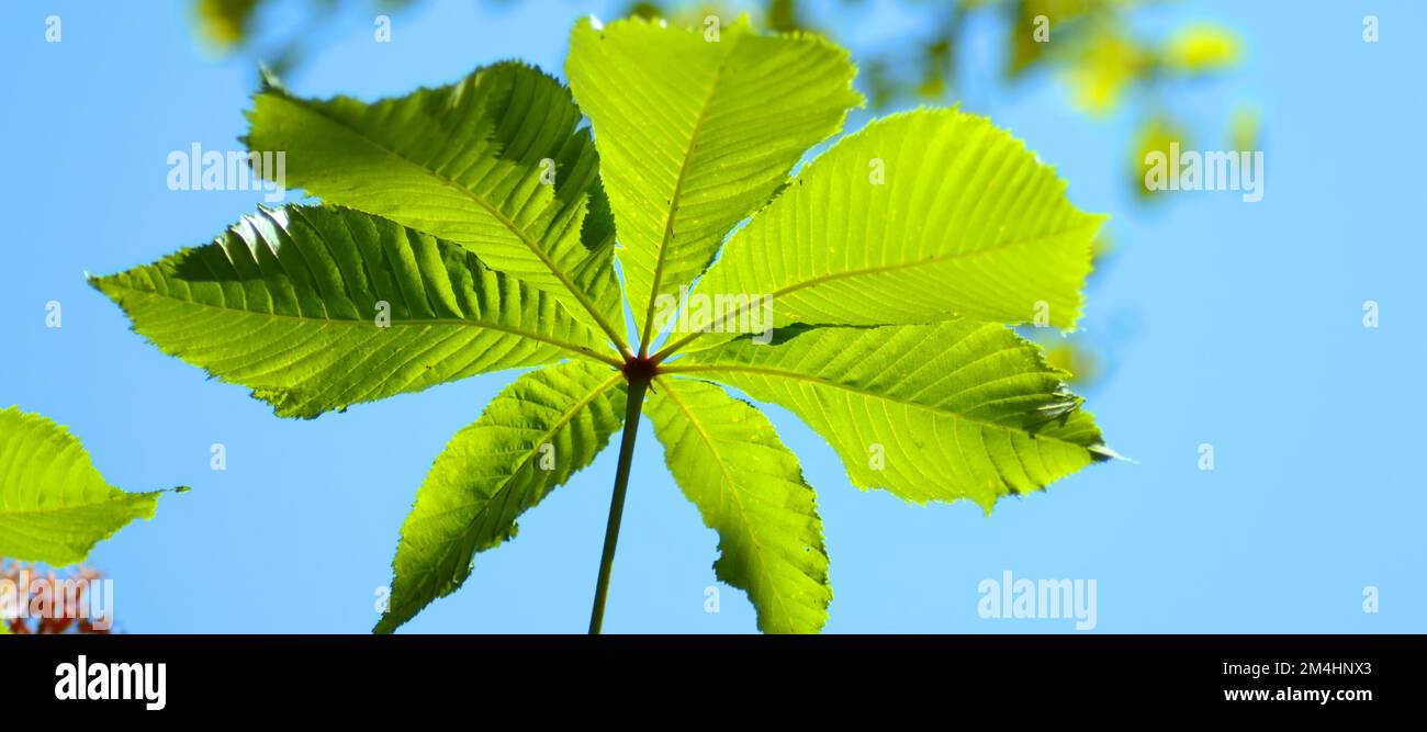 Foglia verde di ippocastano verso il cielo blu. Foglia di ippocastano. ( Aesculus hippocastanum ) Foto Stock