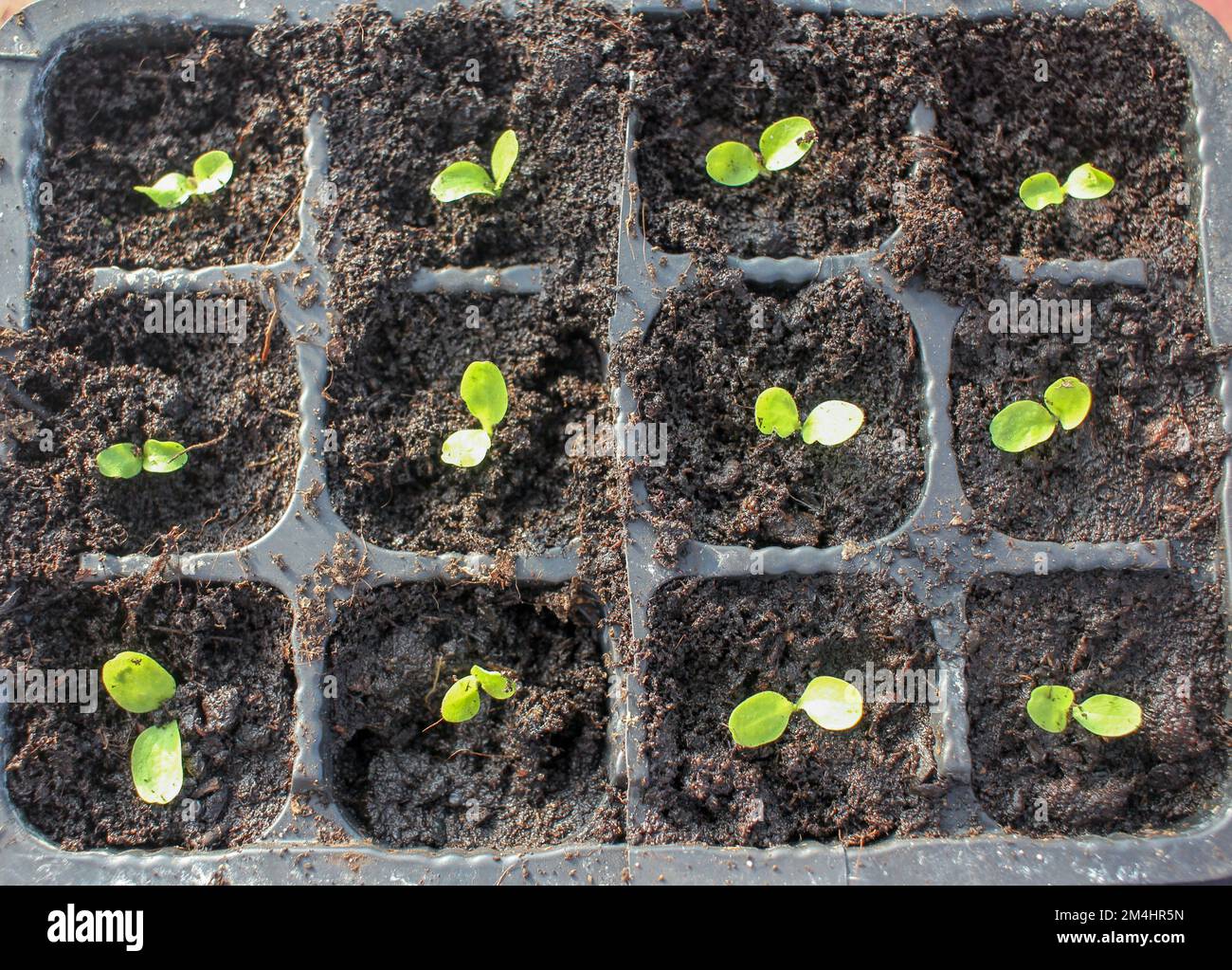 semi di lattuga che iniziano a crescere in una serra Foto Stock