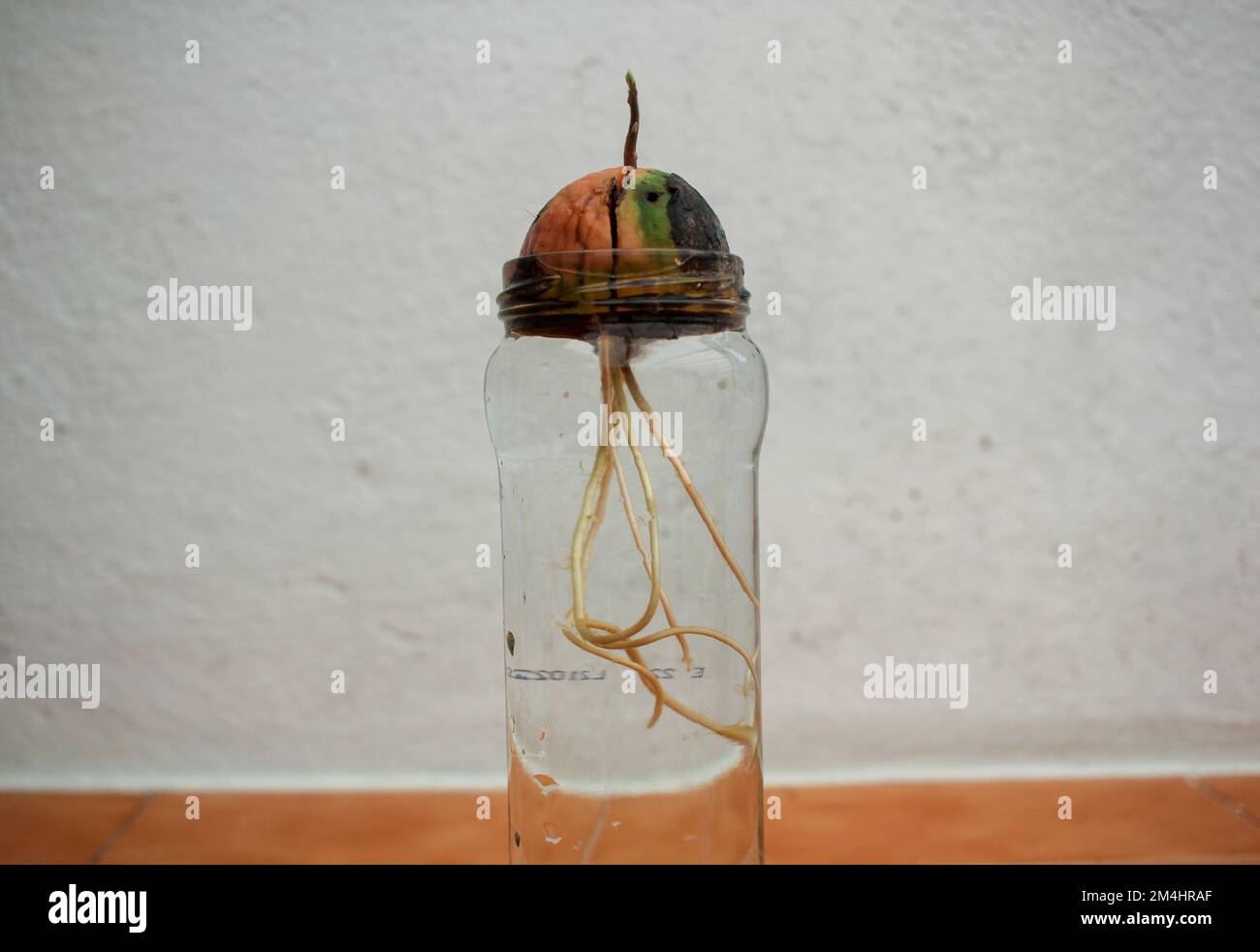 pianta di avocado che cresce da un seme nel paese Foto Stock