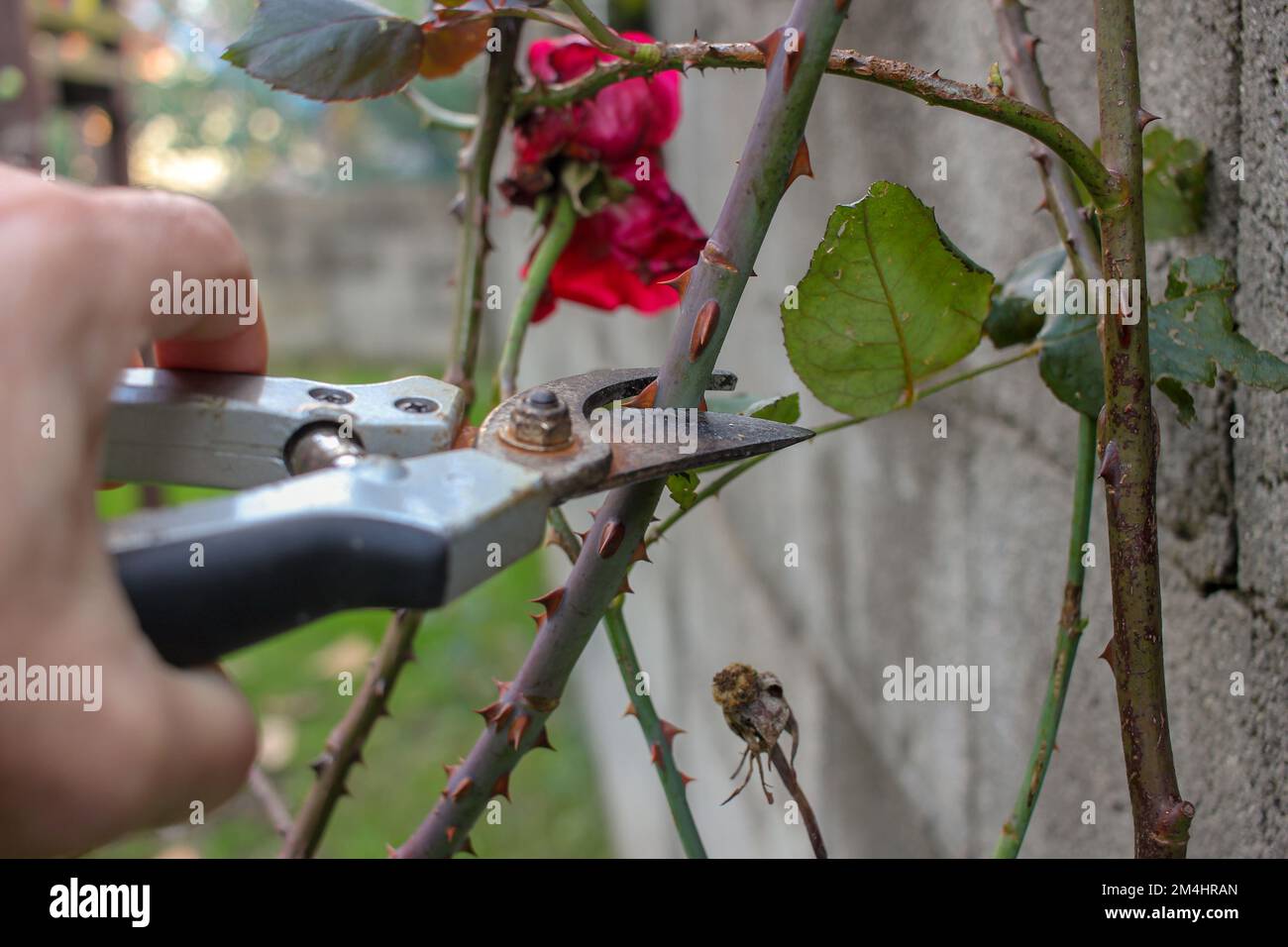 potare alberi di rosa nel mio giardino nel mese di dicembre Foto Stock