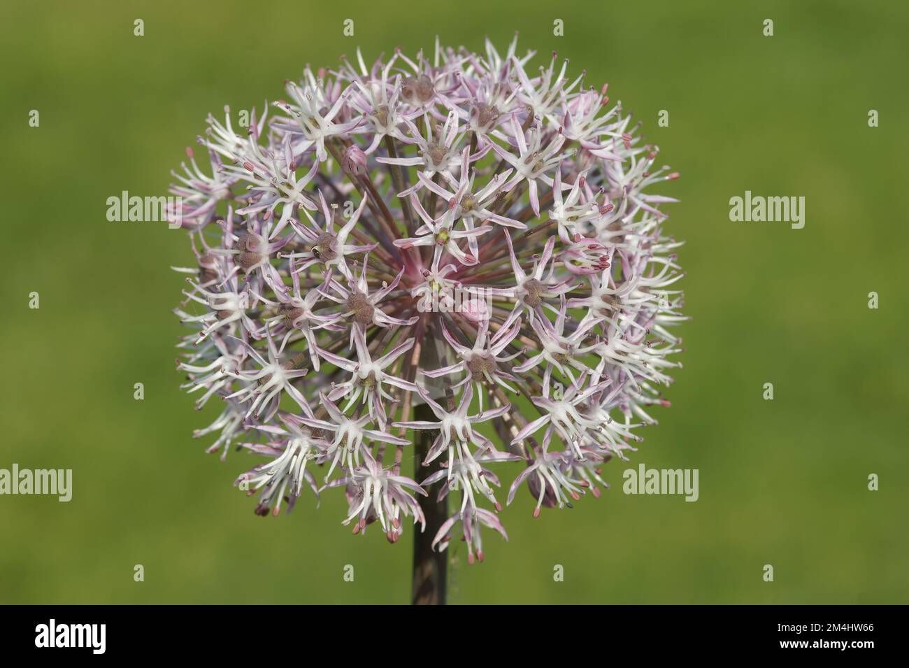 Spicchi su una specie ornamentale di aglio, Allium karataviense o la cipolla gigante su sfondo verde Foto Stock