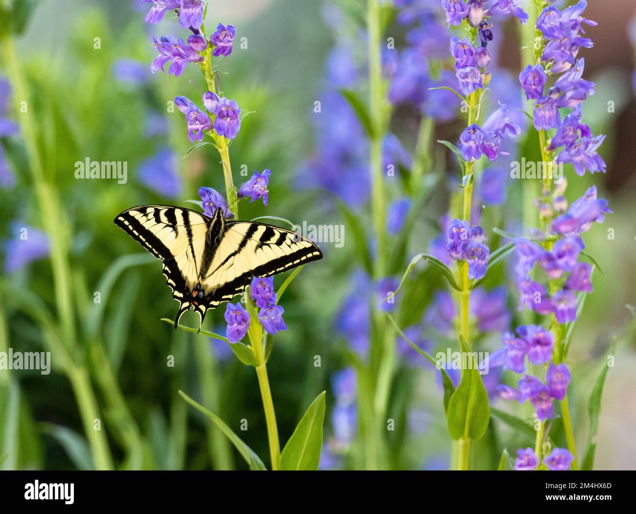 Una bella farfalla Swallowtail impollinante in un giardino pieno di fiori di Rocky Mountain Penstemon. Foto Stock