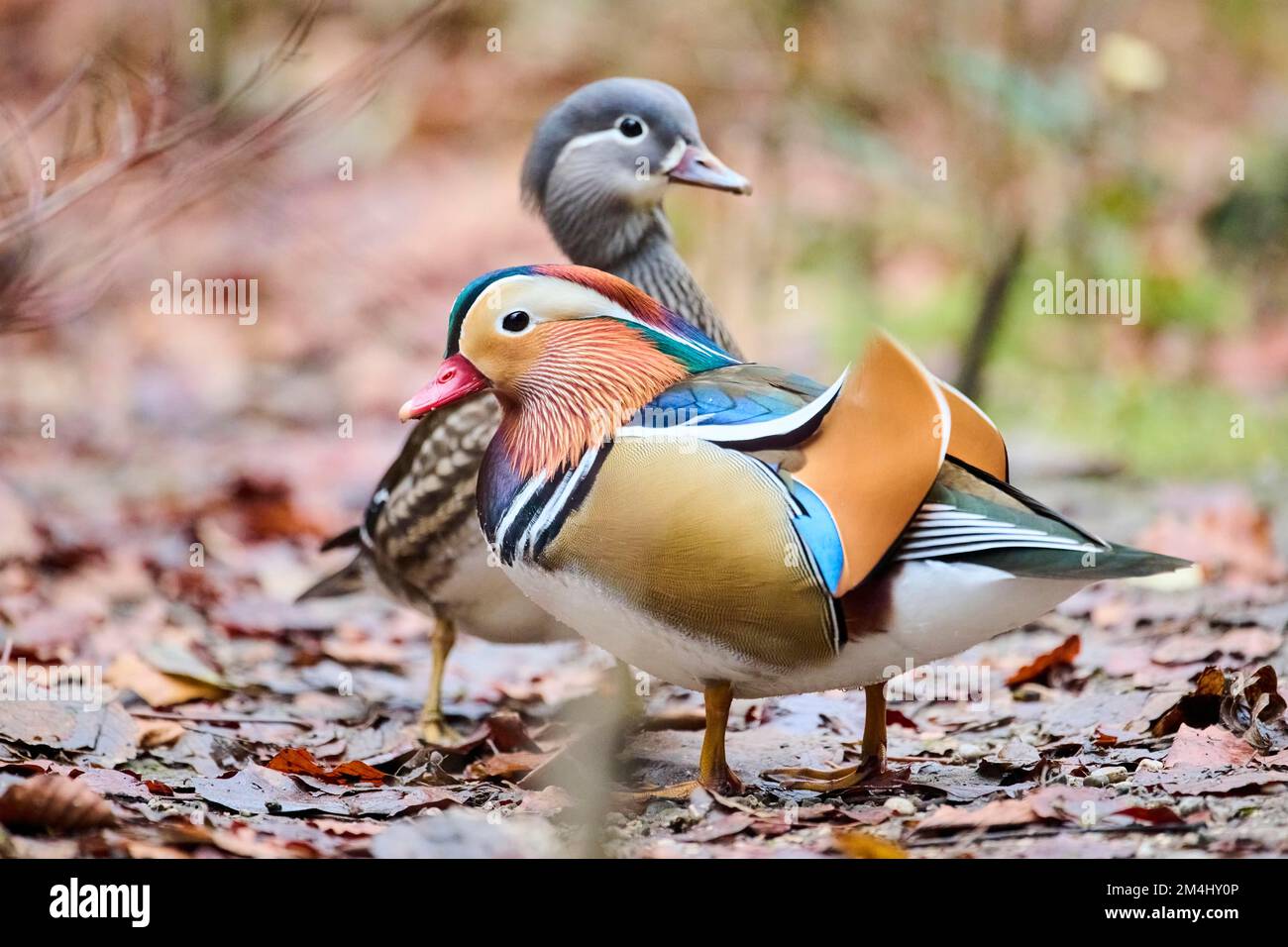 Anatra mandarina (Aix galericulata) maschio e femmina, sulla riva di un lago, Baviera, Germania Foto Stock